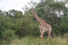 IMG 8511-Kenya, giraffe in Masai Mara bush IMG 8511-Kenya, giraffe in Masai Mara bush